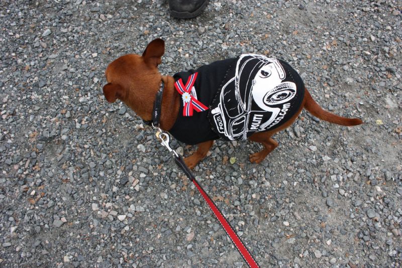 dogshirt.jpg